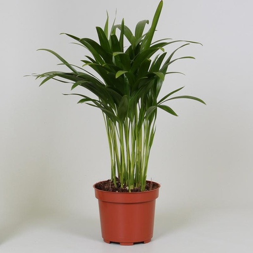 "Areca Dypsis - Ø12cm - ↕35cm image"