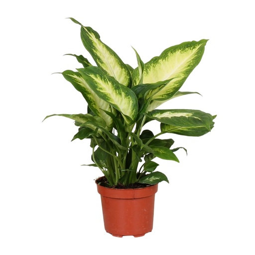 "Dieffenbachia Camilla - Ø12cm - ↕35cm image"