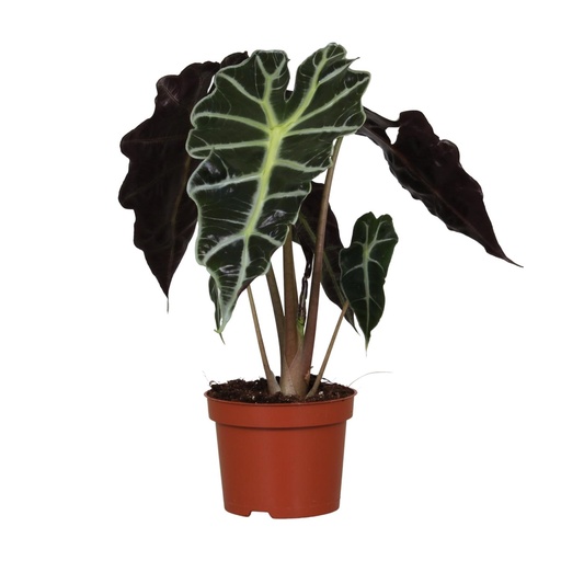 "Alocasia Amazonica Polly - Ø12cm - ↕30cm image"