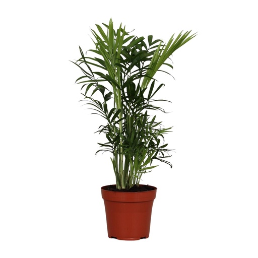"Chamaedorea Elegans - Ø12cm - ↕40cm image"