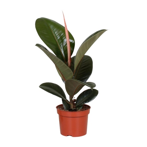 "Gummibaum (Ficus elastica) – pflegeleichte Zimmerpflanze, Topf-Ø 12 cm, Höhe ca. 35 cm image"