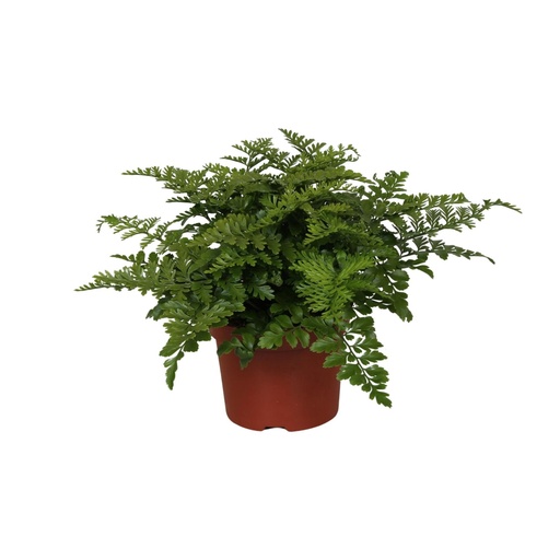 "Asplenium Parvati - Ø12cm - ↕25cm image"