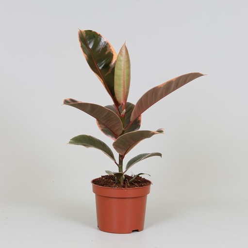 "Ficus Elastica Belize - Ø12cm - ↕30cm image"