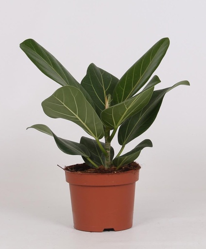 "Banyanbaum (Ficus benghalensis) – pflegeleichte Zimmerpflanze, Topf-Ø 12 cm, Höhe ca. 25 cm image"