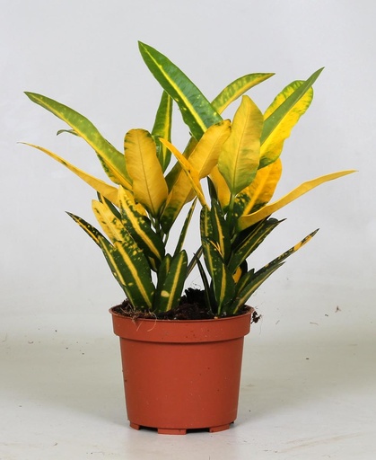 "Croton Sonnig Stern - Ø12cm - ↕30cm image"