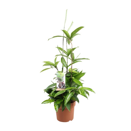 "Bambus-Drachenbaum (Dracaena surculosa) – pflegeleichte Zimmerpflanze, Topf-Ø 17 cm, Höhe ca. 55 cm image"