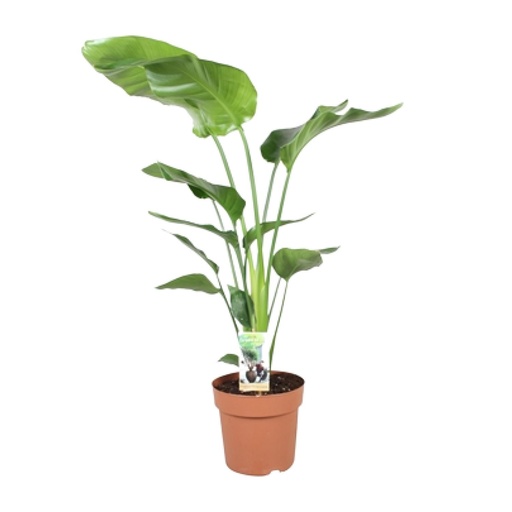 "Strelitzia Nicolai - Ø21cm - ↕90cm image"