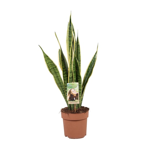 "Sansevieria Trifasciata Laurentii - Ø17cm - ↕60cm image"