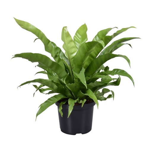 "Asplenium Antiquum - Ø23cm - ↕60cm image"