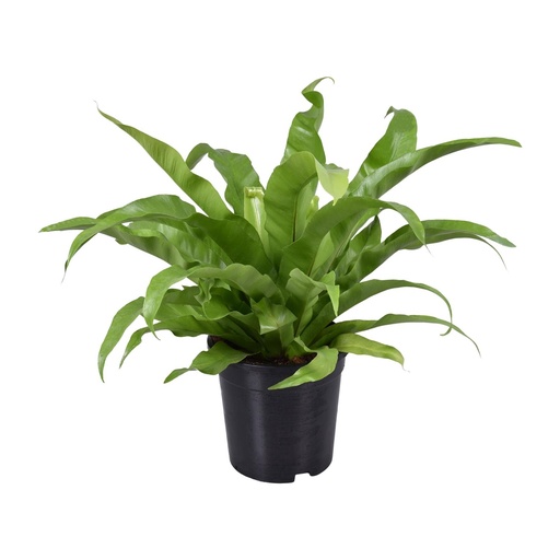 "Japanischer Nestfarn (Asplenium antiquum) – pflegeleichte Zimmerpflanze, Topf-Ø 17 cm, Höhe ca. 45 cm image"