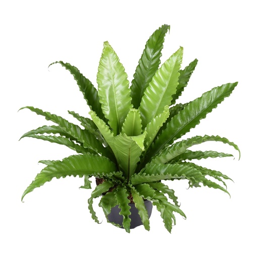 "Asplenium Antiquum Osaka - Ø23cm - ↕60cm image"