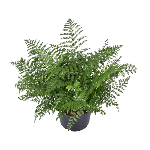 "Kleiner Streifenfarn 'Parvati' (Asplenium parvisorum) – pflegeleichte Zimmerpflanze, Topf-Ø 23 cm, Höhe ca. 55 cm image"