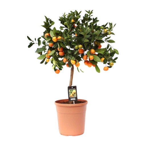 "Calamondin (Citrus madurensis) – winterharte Kübelpflanze, Topf-Ø 22 cm, Höhe ca. 80 cm image"