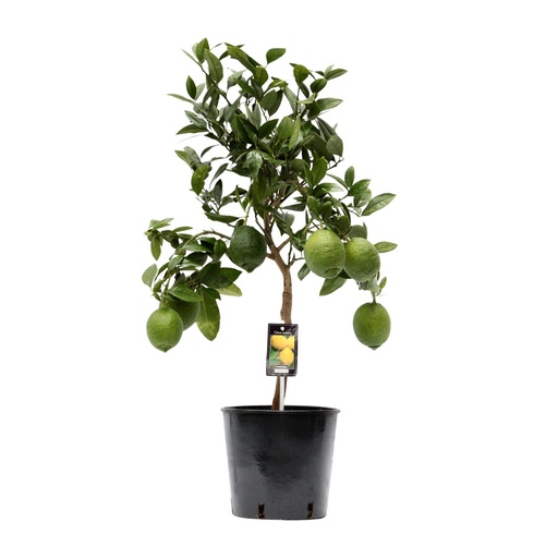 "Zitronenbaum (Citrus limon) – winterharte Kübelpflanze, Topf-Ø 22 cm, Höhe ca. 80 cm image"