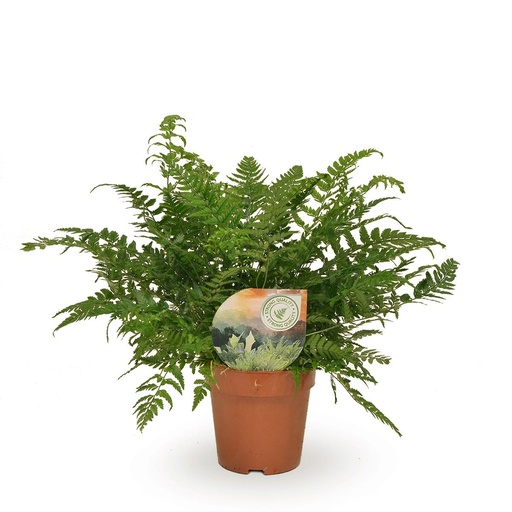 "Polystichum Tsussimense / Athyrium - Ø12cm - ↕30cm image"