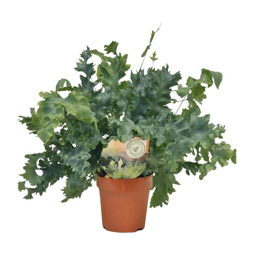 "Phlebodium Davana - Ø12cm - ↕35cm image"