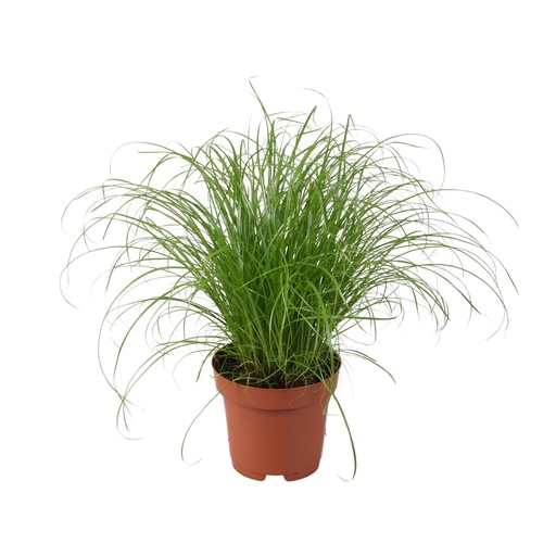 "Zypergras (Cyperus alternifolius) – pflegeleichte Zimmerpflanze, Topf-Ø 12 cm, Höhe ca. 28 cm image"