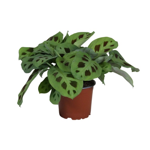"Pfeilwurz (Maranta leuconeura) – pflegeleichte Zimmerpflanze, Topf-Ø 12 cm, Höhe ca. 30 cm image"