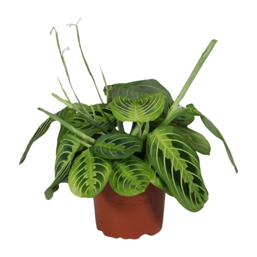 "Maranta Leuconeura Faszinator Zitrone Limette - Ø12cm - ↕30cm image"