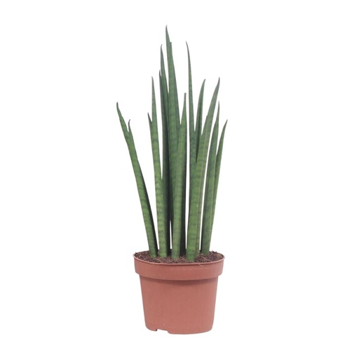 "Bogenhanf (Sansevieria trifasciata) – pflegeleichte Zimmerpflanze, Topf-Ø 12 cm, Höhe ca. 40 cm image"