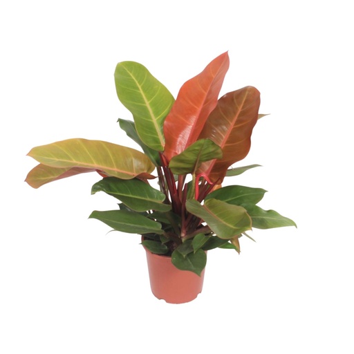 "Baumfreund (Philodendron prancei) – pflegeleichte Zimmerpflanze, Topf-Ø 17 cm, Höhe ca. 45 cm image"