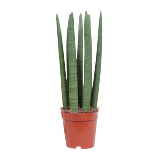 "Sansevieria Gerade - Ø12cm - ↕40cm image"