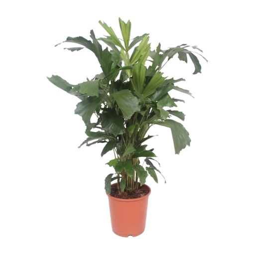 "Fischschwanzpalme (Caryota mitis) – pflegeleichte Zimmerpflanze, Topf-Ø 24 cm, Höhe ca. 110 cm image"