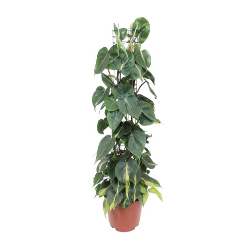 "Philodendron Scandens Brasil - Ø24cm - ↕120cm image"
