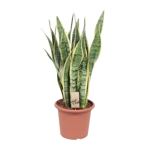 "Bogenhanf (Sansevieria trifasciata) – pflegeleichte Zimmerpflanze, Topf-Ø 25 cm, Höhe ca. 85 cm image"