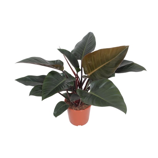 "Philodendron Congo Rot - Ø27cm - ↕80cm image"
