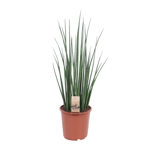 "Bogenhanf (Sansevieria trifasciata) – pflegeleichte Zimmerpflanze, Topf-Ø 19 cm, Höhe ca. 70 cm image"
