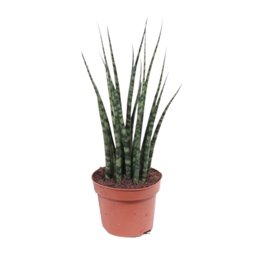 "Zylindrischer Bogenhanf (Sansevieria cylindrica) – pflegeleichte Zimmerpflanze, Topf-Ø 12 cm, Höhe ca. 40 cm image"