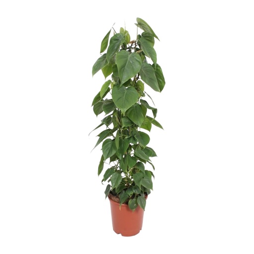 "Philodendron Scandens - Ø24cm - ↕120cm image"
