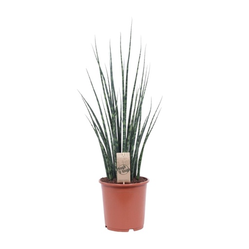 "Sansevieria Fernwood Mikado - Ø19cm - ↕80cm image"