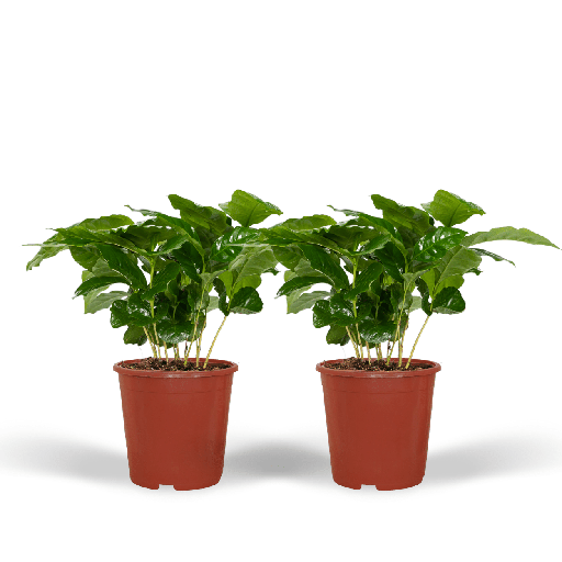 "Coffea Arabica (Kaffeepflanze) - 2 Stücke - Ø12cm - ↕25cm image"