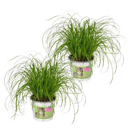 "Zypergras (Cyperus alternifolius) – pflegeleichte Zimmerpflanze, Topf-Ø 12 cm, Höhe ca. 20 cm image"