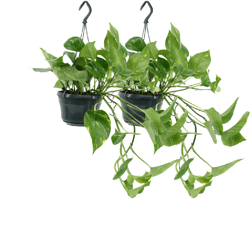 "2x Epipremnum Aureum - Scindapsus - 25cm - ø15 image"