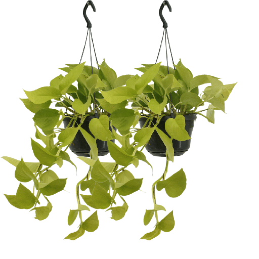 "Epipremnum Golden Pothos (Scindapsus) - 2 Stücke - Ø15cm - ↕25cm image"