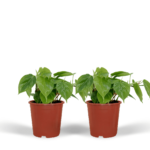 "2x Philodendron Scandens - 5cm - Ø12cm image"