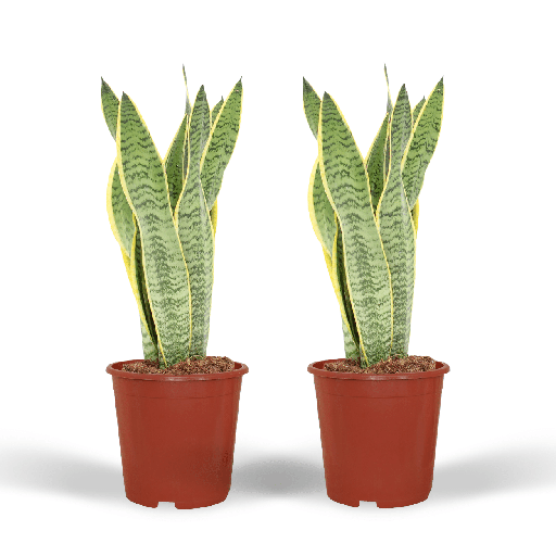 "2x Sansevieria Laurentii - Frauenzunge - 40cm - ø14 image"