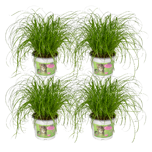 "Zypergras (Cyperus alternifolius) – pflegeleichte Zimmerpflanze, Topf-Ø 12 cm, Höhe ca. 20 cm image"