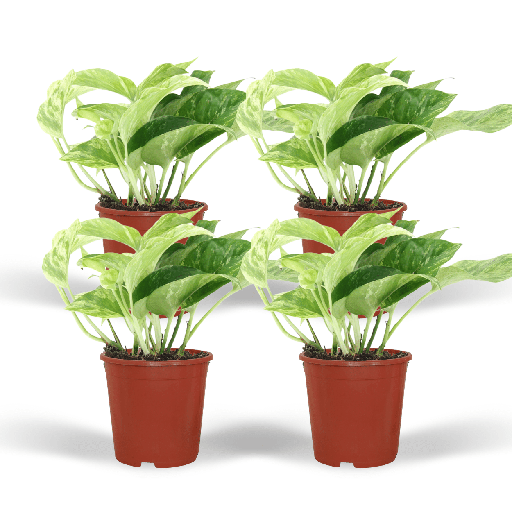 "Efeutute 'Marble Queen' (Epipremnum aureum) – pflegeleichte Zimmerpflanze, Topf-Ø 12 cm, Höhe ca. 15 cm image"