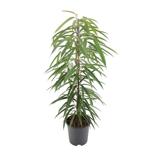 "Ficus Binnendijkii Alii - Ø21cm - ↕80cm image"