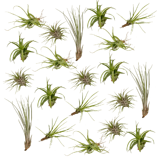 "Everspring - Tillandsia Air mix - 20 StÃ¼ck - 6 cm - ø6 image"