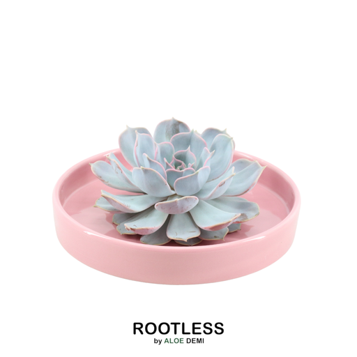 "ROOTLESS Succulent Echeveria Lilacina in Schale 'Rosa' Ø20 cm - ↕5 cm image"