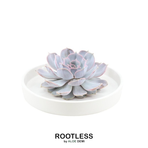 "ROOTLESS Succulent Echeveria Lilacina in Schale 'weiss' Ø20 cm - ↕5 cm image"