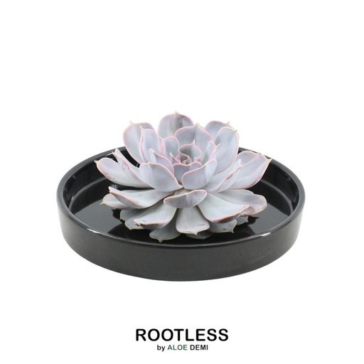 "ROOTLESS Succulent Echeveria Lilacina in Schale 'schwarz' Ø20 cm - ↕5 cm image"