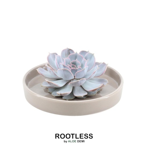 "ROOTLESS Succulent Echeveria Lilacina in Schale 'taupe' Ø20 cm - ↕5 cm image"
