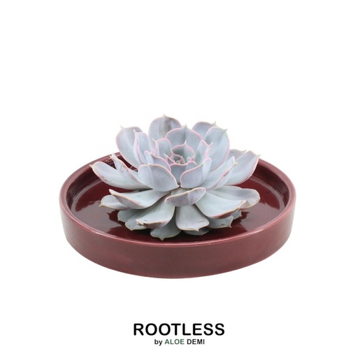 "ROOTLESS Succulent Echeveria Lilacina in Schale 'rot' Ø20 cm - ↕5 cm image"