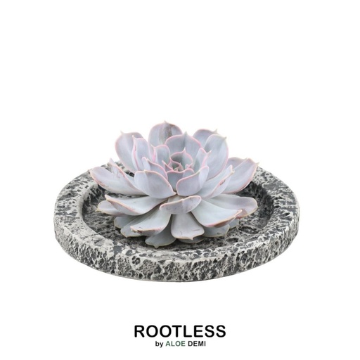 "ROOTLESS Succulent Echeveria Lilacina in Schale 'Concrete' Ø20 cm - ↕5 cm image"
